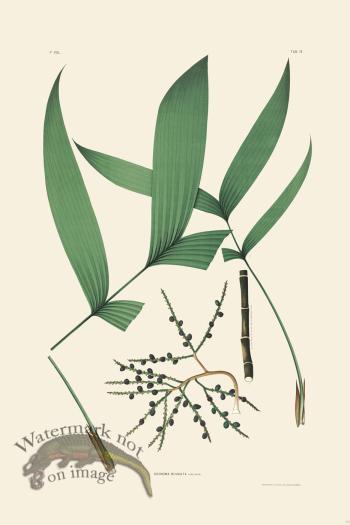 Rodrigues Palm Front 013